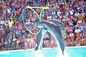 Hurghada:  Dolphin SHOW & Optional Swimming with Dolphins